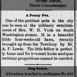 Mr. A. P. Lewis brought 4 week old fawn from the Territory. Now at Mrs. W. H. Voils millinery 
