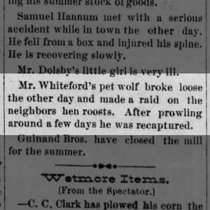Mr. Whiteford's pet wolf broke loose and raided the neighbors hen roosts, America City 31 May 1884.