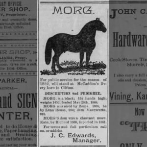 J. C. Edwards - horse Morg available for stud