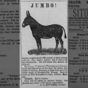 J. C. Edwards mule, Jumbo - available for stud